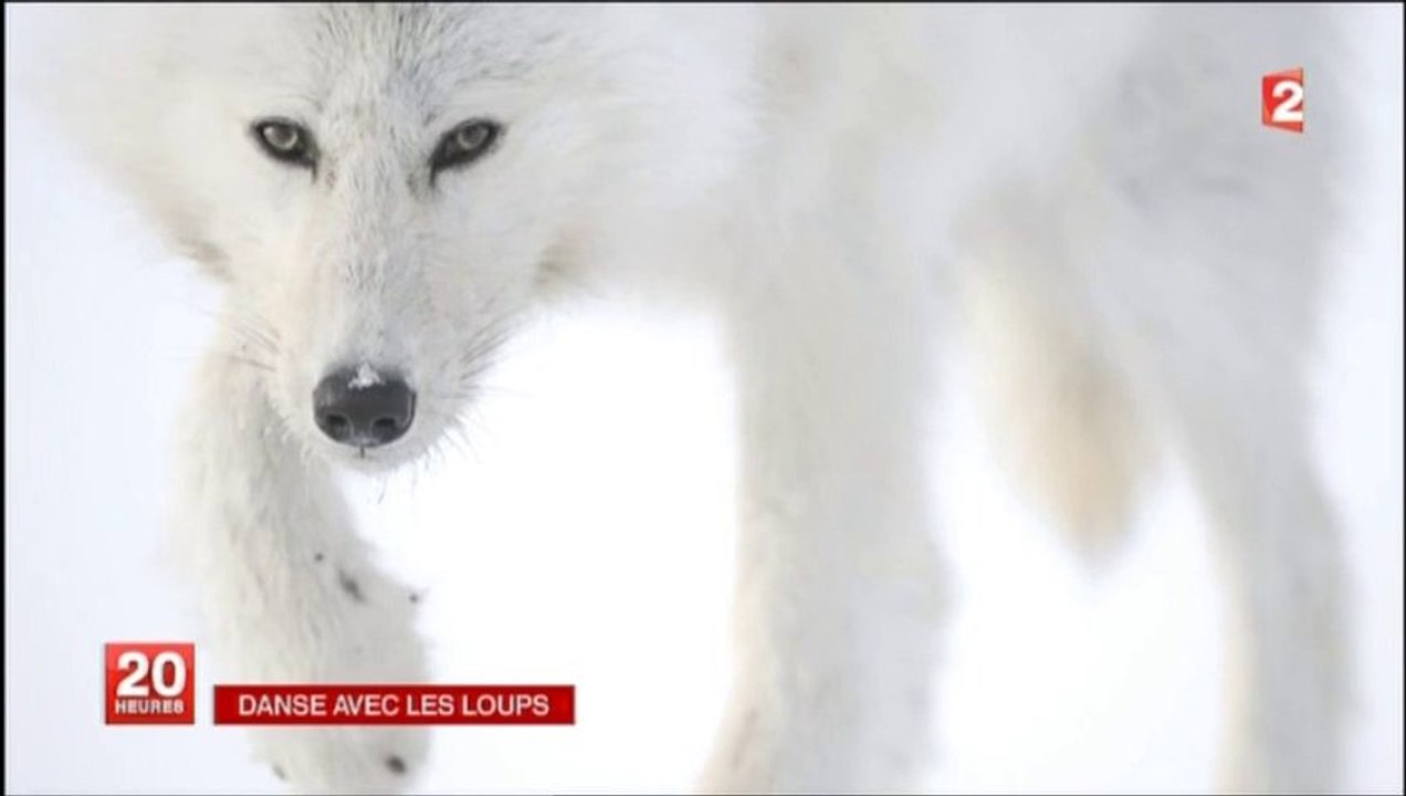 Loup blanc