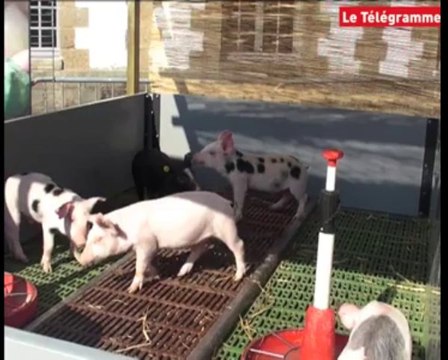 Entre Terre et Mer. Arche de Noé : le monde de la ferme à Morlaix