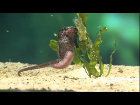 Océanopolis : naissance de bébés hippocampes