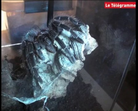 Lizio (56). 700 mygales recueillies à l'insectarium