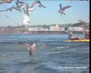 Californie : une surfeuse presque avalée par une baleine