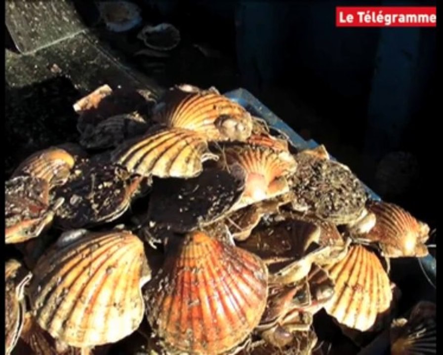Brest. Les affaires maritimes traquent les infractions de pêcheurs de coquilles