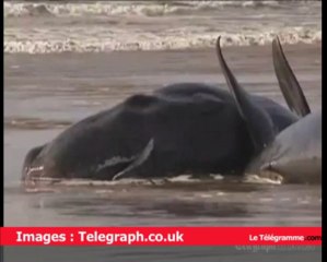 Australie. 22 cachalots morts échoués
