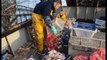 Saint-Quay-Portrieux. Première pêche à la coquille cette saison avec le 