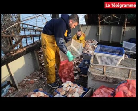 Saint-Quay-Portrieux. Première pêche à la coquille cette saison avec le Black Pearl