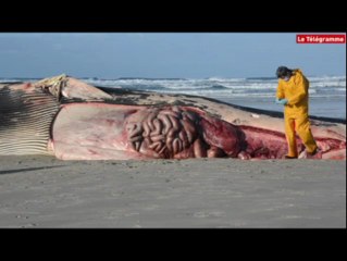 Plomeur (29). Une femme et ses fils assistent au découpage de la baleine