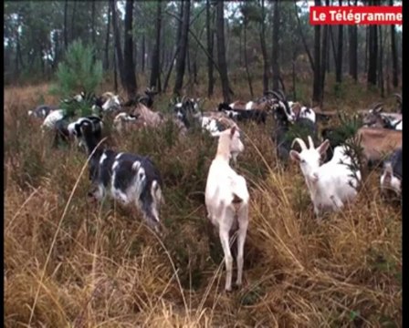 Plourivo. Les chèvres nettoient les landes du massif forestier