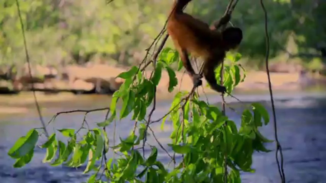 Bande annonce Amazonia