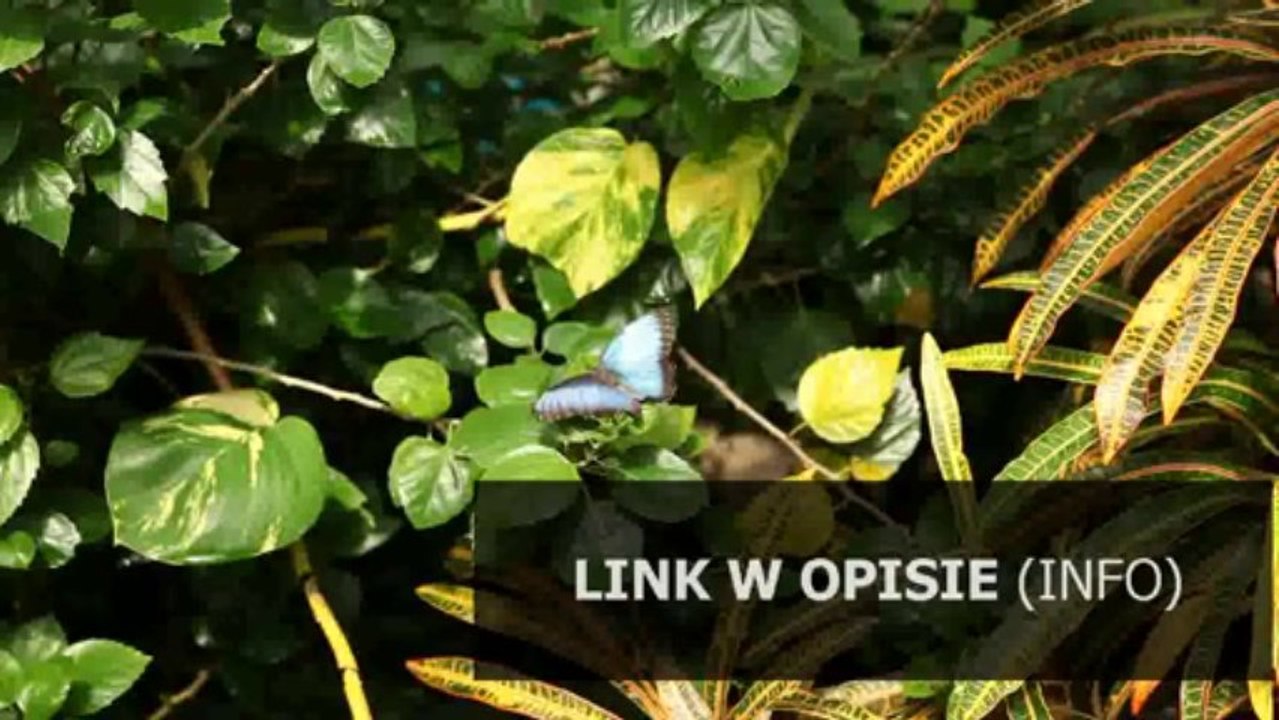 nymphet