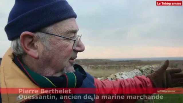 Ouessant. Comment reconnaître ses moutons dans le troupeau ?