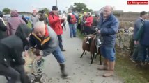 Ouessant. Une bergère des Pyrénées à la foire aux moutons