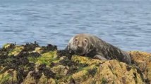 Réserve des Sept-Îles (22). Un phoque gris, peinard, sur son rocher