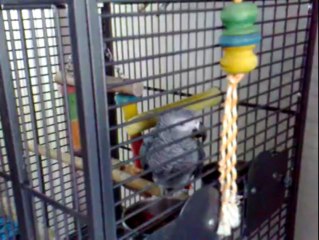 Lorient. Le perroquet du Gabon retrouvé