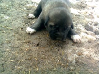 Savaş Atmaca Kangalları