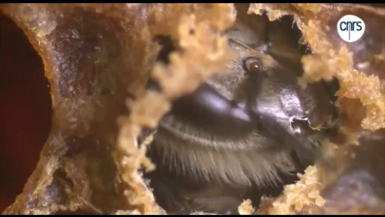 Emergence, ou la naissance d'une abeille