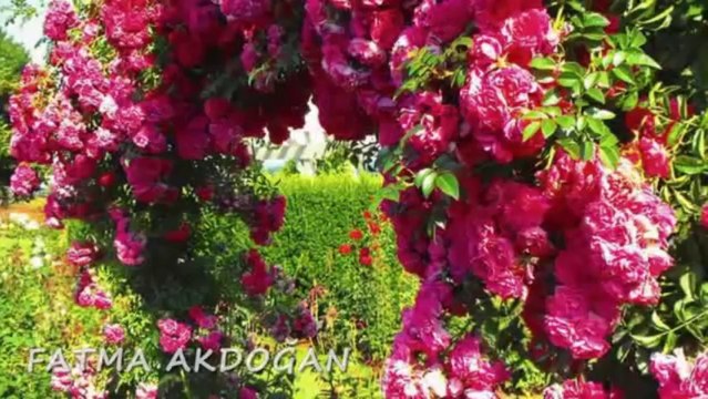 EDİP AKBAYRAM - BANA BİR GÜL VER