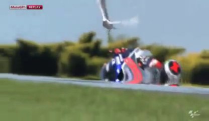 Une mouette explosée par une moto sur un GP!