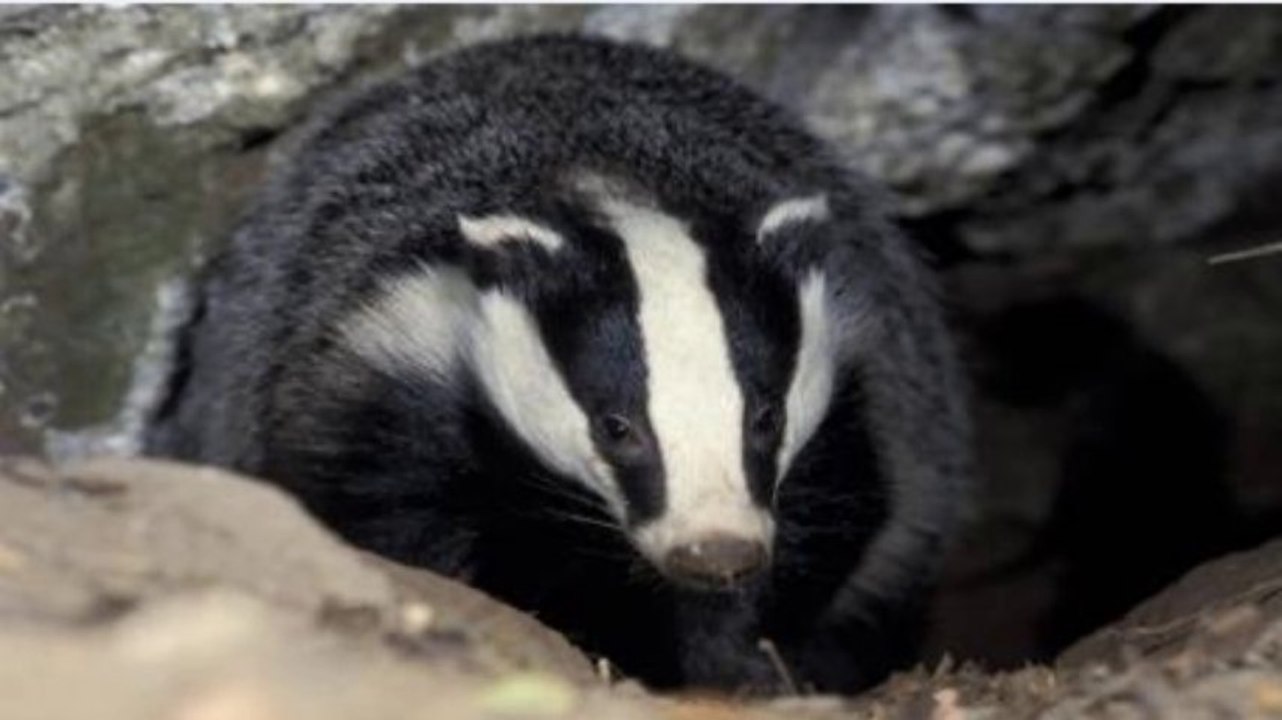 BBC Radio 4 - Farming Today, 23Oct13 on National Trust and culling badgers