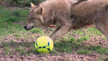ASNL - Parc de Sainte-Croix