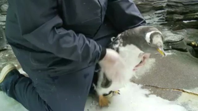 Brest. Océanopolis : la mue des petits manchots a commencé