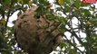 Dinan. Un nid de frelons asiatiques élit domicile dans son jardin