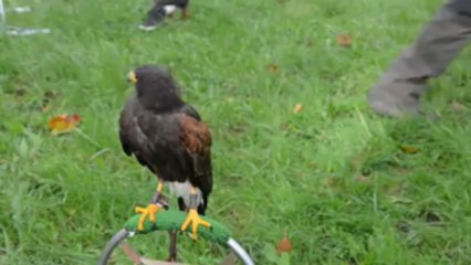 Spectacle de fauconnerie à Auray