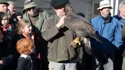 Spectacle de fauconnerie à Auray