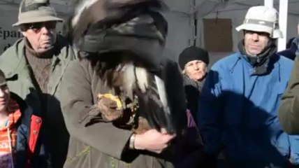 Spectacle de fauconnerie à Auray