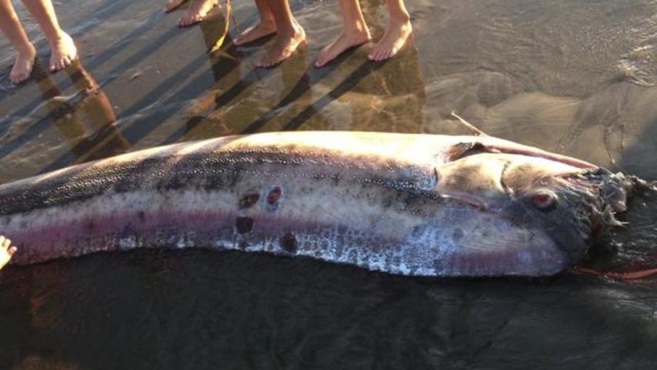 Giant Oarfish Beachings Raise Earthquake Myth S...
