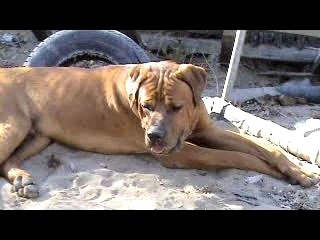 TOSA INU  -  TOSA KEN  ( www.menadel-tosa.com )