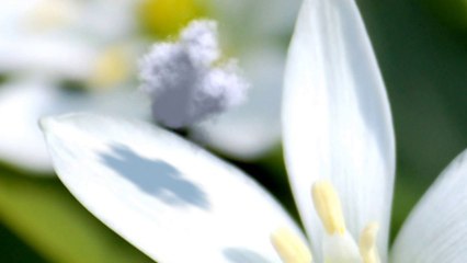 PiBee : Nano Nuage N°01