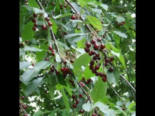 NEEMIAS  CAP 12 - A BÍBLIA NA LINGUAGEM DE HOJE