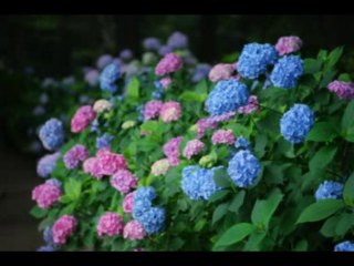 NEEMIAS  CAP 13 - A BÍBLIA NA LINGUAGEM DE HOJE