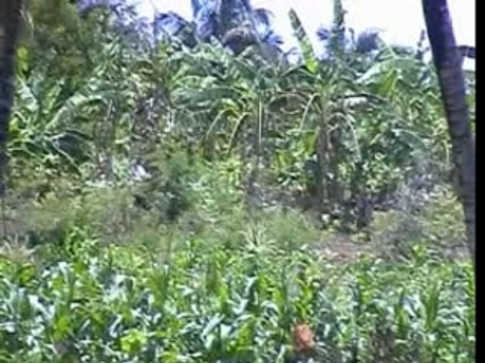 Wawa - Tsakotsako