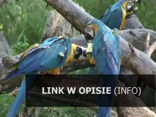 hack do metin 2 na yang