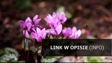 kurs szybkiego czytania opinie