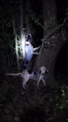 Blu treed again 10/19/2013