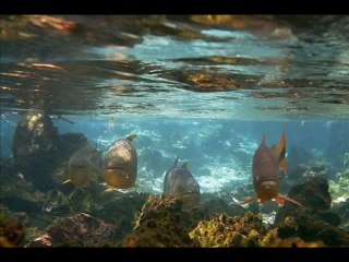 JÓ CAP 13 - A BÍBLIA NA LINGUAGEM DE HOJE