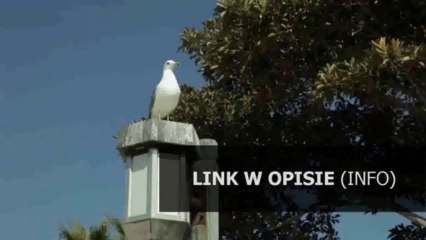 norma dla pn-en dla gipsu