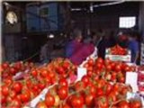 ارتفاع أسعار الطماطم في الضفة الغربية