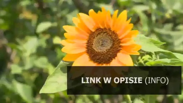 kody do angry birds pc