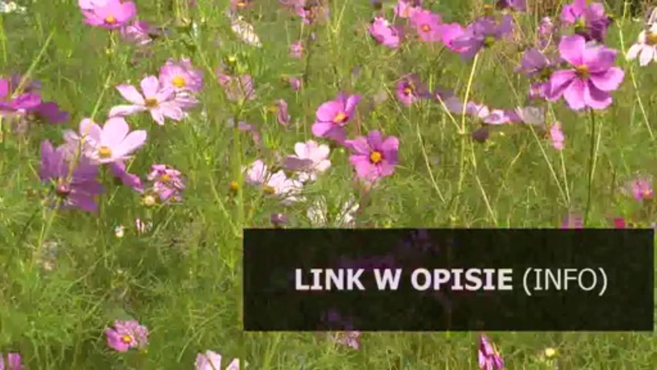 jestes zajebisa midi