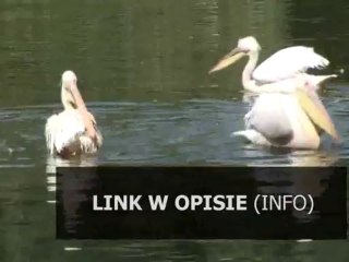 poradnik batman arkham city peb