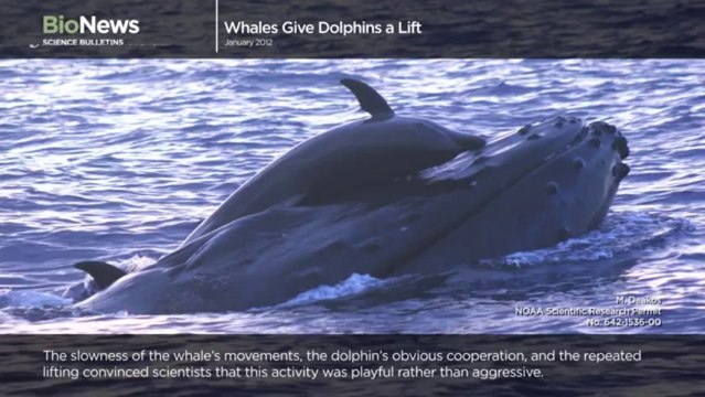 Science Bulletins_ Whales Give Dolphins a Lift