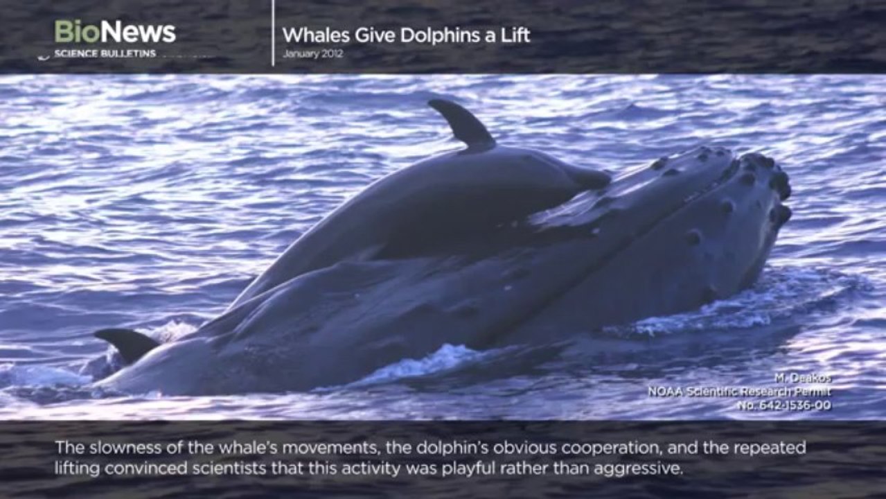 Science Bulletins_ Whales Give Dolphins a Lift