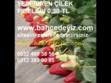 ,çilek_fidesi,ÇİLEK-FİDESİ,YEDİVEREN ÇİLEK FİDESİ,yediveren-çilek-fidesi,çilek fidesi fiyatları,çilek fidesi fiyatı