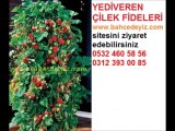 çilek-fidanı,çilek fidesi çeşitleri,çilek yetiştiriciliği,ÇİLEK YETİŞTİRİCİLİĞİçilek-yetiştiriciliği