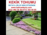 kekik-tohumu, kekik-tohumu , kekik çeşitleri,kekik fide, kekik-fidesi , KEKİK TOHUMU, KEKİK-TOHUMU