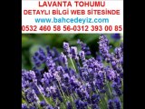 lavanta tohumları,lavanta üretimi,lavanta yetiştiriciliği,lavanta_yetiştiriciliği,lavanta çiçeği,lavanta_çiçeği