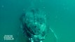 Love story between a Whale and a cameraman....Huge humpback whale smacks diver cameraman